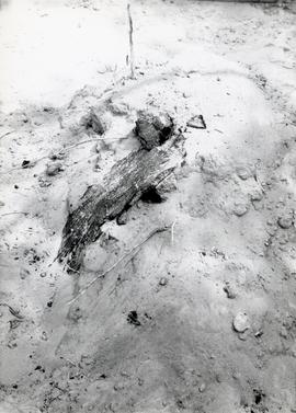Fotografia czarno-biała (odbitka) obiektów archeologicznych  na cmentarzysku kurhanowym w miejsco...