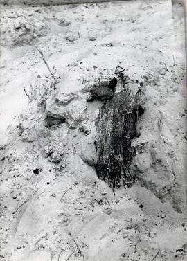 Fotografia czarno-biała (odbitka) obiektów archeologicznych  na cmentarzysku kurhanowym w miejsco...
